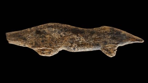 Archäologen aus Tübingen haben den Fund des Jahres aus dem Hohle Fels präsentiert. Es ist ein Otter. Die kleine Figur ist rund sechs Zentimeter lang. 