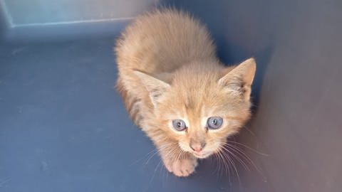 Eine rötliche Babykatze. Sie hat für eine dreistündige Rettungsaktion der Feuerwehr in Laichingen gesorgt.