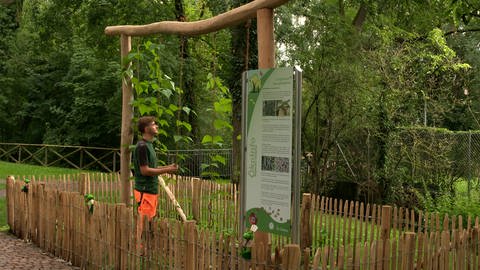 Mitten im Langenauer Stadtpark haben die Stadtgärtner ein Beet für die Langenauer Stangenbohne angelegt: Mit Staketenzaun und Rankhilfe.