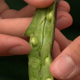 Eine Schote der Langenauer Stangenbohne wurde mit den Fingernägeln geöffnet. Sichbar werden grüne Bohnen. Noch sind sie nicht reif.