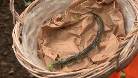 Eine frisch geerntete Langenauer Stangenbohne mit ihren violett-grünen Sprenkeln liegt in einem Erntekorb.