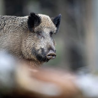 Alt: Ein Jäger hat im Ostalbkreis bei der Wildschweinjagd wohl versehentlich einen Kollegen am Kopf getroffen.