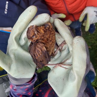 Tote Singdrossel, die Kinder Ulmer Friedrichsauschule aufgefunden haben. 