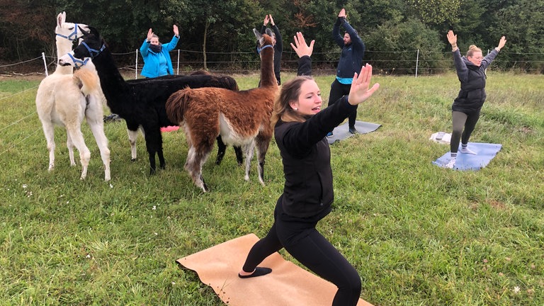 Vier Lamas stehen zwischen vier Menschen, die Yoga machen. In Giengen-Hürben hat gestern eine Yogalehrerin aus Niederstotzingen einen Kurs mit Lamas und Alpakas gehalten.