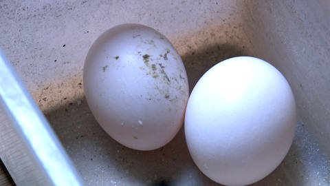 Eier in einem Taubenhaus - in manchen Städten, etwa in Heidenheim, werden diese gegen Ei-Attrappen ausgetauscht. Das führt zu einer Verringerung der Taubenpopulation.