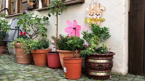 Ein Blumenkübel neben dem anderen an einer Hauswand - ein halber Meter vor dem Haus darf in Ulm zur Begrünung genutzt werden.