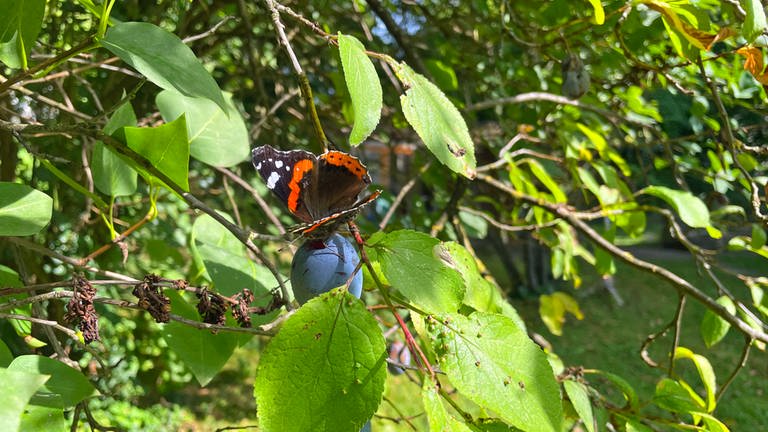 Ein Schmetterling genießt in einem Garten im Neu-Ulmer Stadtteil Ludwigsfeld noch eine Pflaume auf Baum, bevor das Wetter umschlägt.