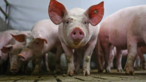 Schweine in einem Transporter - diese haben am Freitagabend bei Ulm für Aufregung gesorgt. Die Tiere büxten aus. Laut Polizei "wurde keine Sau verletzt" (Symbolbild).  