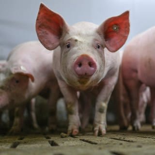 Schweine in einem Transporter - diese haben am Freitagabend bei Ulm für Aufregung gesorgt. Die Tiere büxten aus. Laut Polizei "wurde keine Sau verletzt" (Symbolbild).  