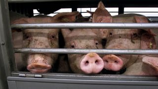 Nach einem Unfall auf der B311 bei Ulm ausgebüxt: 23 Schweine waren nur kurz in Freiheit - danach ging es für sie doch in den Schlachthof (Symbolbild).  