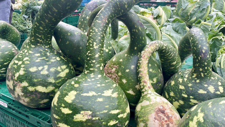 Hingucker auf dem Ulmer Wochenmarkt: Birnenförmige, gekrümmte Schwanenhal-Kürbisse zogen am Wochenende die Blicke auf sich. Sie sind nicht essbar, aber sehr beliebt als herbstliche Dekoration (28.9).