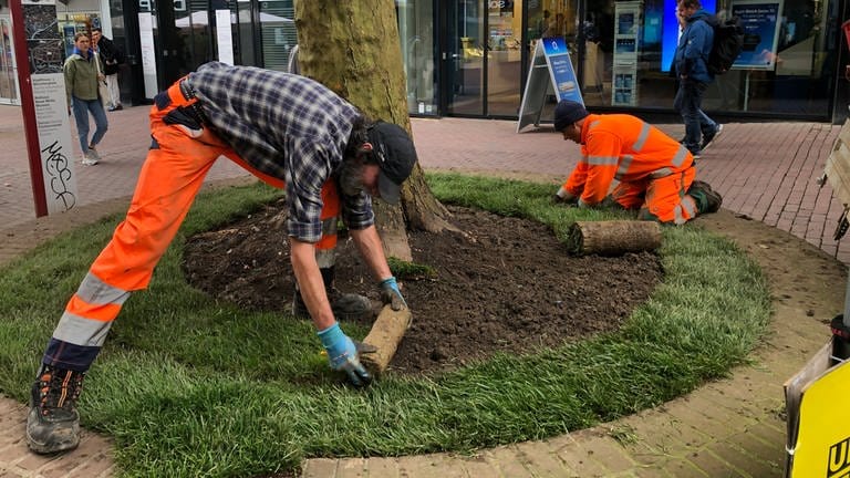 Rollrasen für die Innenstadt: Mitarbeiter der Stadtwerke UlmNeu-Ulm verlegen das akurate Grün um einen Baum in der Bahnhofstraße. (02.10.)