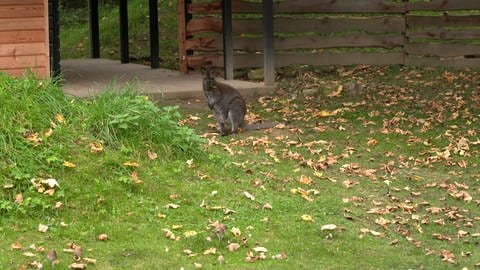 Eines der Kängurus im Tiergarten Ulm, das mit skeptischem Blick in die Kamera schaut.