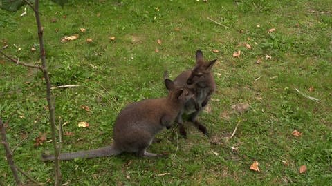 Zwei Kängurus im Tiergarten Ulm, die ihre Köpfe nah beieinander haben. 