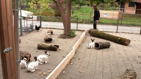 Eines der Hühner im Tiergarten Ulm ist im Hintergrund zu sehen. Es hat sich in den Kaninchenstall verlaufen. Die Langohren sind im Vordergrund zu sehen. 