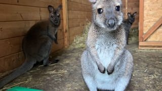 Eines der Kängurus im Tiergarten Ulm steht im Vordergrund und blickt süß in die Kamera. Dahinter ein weiteres, interessiertes Känguru.