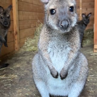 Eines der Kängurus im Tiergarten Ulm steht im Vordergrund und blickt süß in die Kamera. Dahinter ein weiteres, interessiertes Känguru.