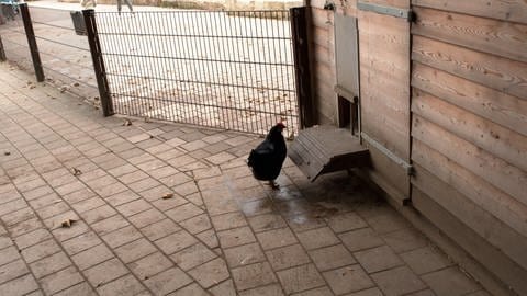 Eines der Hühner im Tiergarten Ulm steht vor der Stalltür und blickt nach innen. 