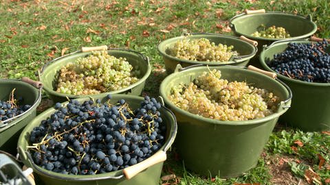 Grüne und rote Trauben aus Neresheim auf der Ostalb liegen frisch geerntet in großen, grünen Eimern. Aus ihnen soll später Wein werden.