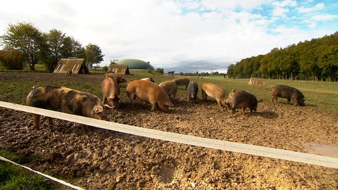 Die Schweine bei Landwirt Matthias Barth in Laichingen haben eine große Weide. Sie können dort im Stroh schlafen und haben genügend Auslauf.