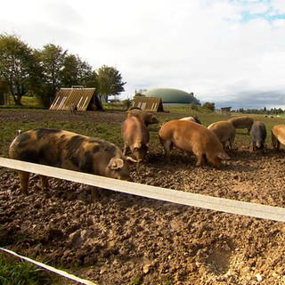 Die Schweine bei Landwirt Matthias Barth in Laichingen haben eine große Weide. Sie können dort im Stroh schlafen und haben genügend Auslauf.