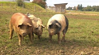 Die Schweine von Landwirt Matthias Barth in Laichingen-Suppingen haben viel Auslauf und Platz, um sich zurückzuziehen.