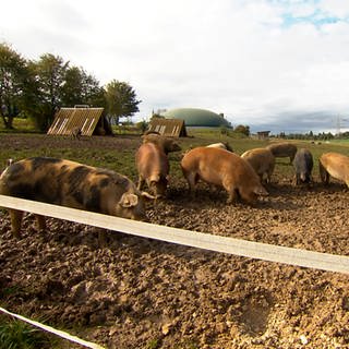 Bei Landwirt Matthias Barth haben die Schweine eine eigene Weide. Mit den Fördergeldern will er nun den Stall ausbauen und den Auslauf der Schweine noch erweitern.