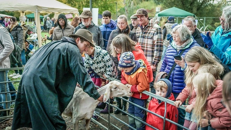 Zum ersten Mal gab es in Heidenheim einen "Schäfererlebnistag". Unter anderem konnten Besucher ein frisch geschorenes Schaf streicheln.