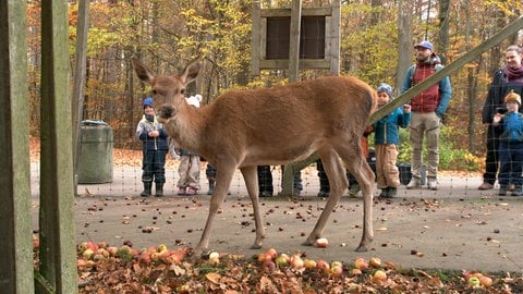 Im Vordergrund Hirschkuh Gretl. Im Hintergrund einige Kindergartenkinder aus dem Waldkindergarten Ugental in Heidenheim.