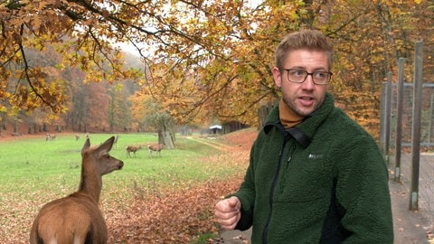 Förster Christian Eder vom Wildpark Heidenheim im Vordergrund in einer Interviewsituation. Links neben ihm Hirschkuh Gretl, die abseits des Rudels steht. 