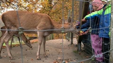 Hirschkuh Gretl im WIldpark Heidenheim frisst Äpfel und Kastanien aus Kinderhänden