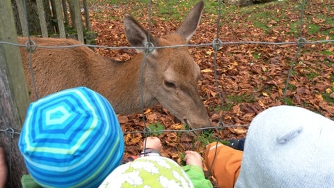 Kinder vom Waldkindergarten Heidenheim füttern Hirschkuh Gretl mit Gras. 