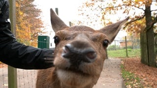 Nahaufnahme von Hirschkuh Gretl im Wildpark Heidenheim. Sie nimmt die Fernsehkamera genauer unter die Lupe. 