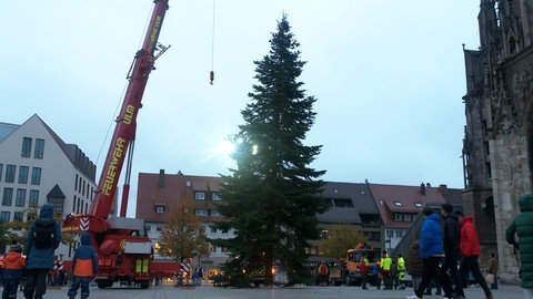 Der Weihnachstbaum vor dem Ulmer Münster steht. Der Haken des Krans wird grade eingefahren.