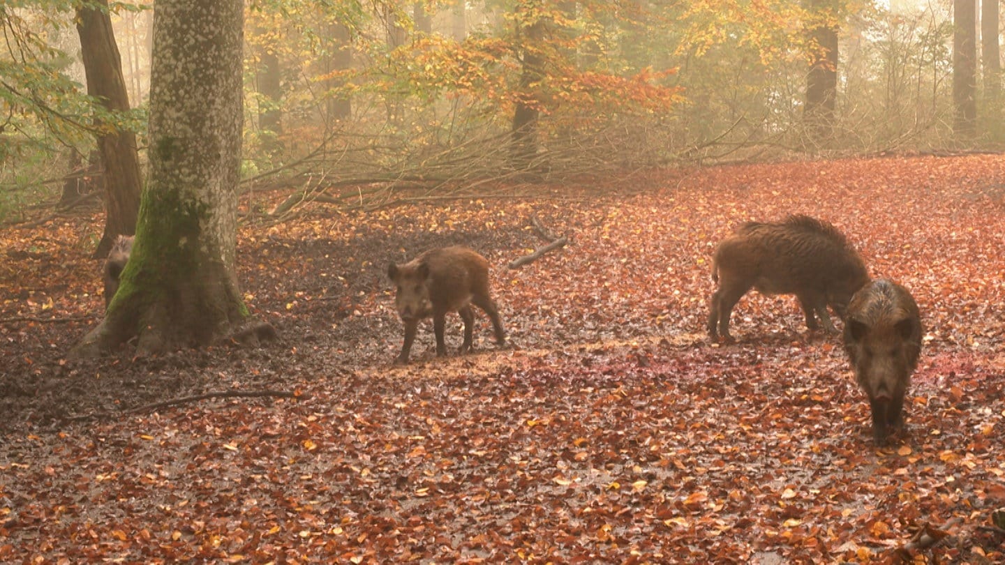 Wildschweine im Wildpark Heidenheim. Viele ihrer frei lebendenden Artgenossen werden gerade im Herbst oft von Autos angefahren. Fahrlehrer von der Ostalb gegen Tipps, wie Wildunfälle vermieden werden können.