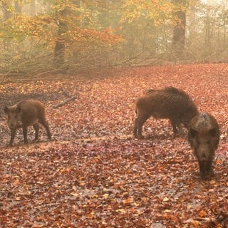 Wildschweine im Wildpark Heidenheim. Viele ihrer frei lebendenden Artgenossen werden gerade im Herbst oft von Autos angefahren. Fahrlehrer von der Ostalb gegen Tipps, wie Wildunfälle vermieden werden können. 