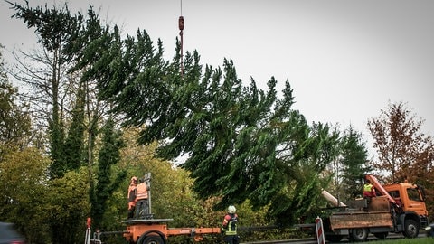 Die Tanne wird auf den Tieflader gehievt - mit einem Kran. Der Weihnachtsmarkt 2024 in Ulm beginnt am 24. November. 