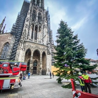 Weihnachstbaum steht vor dem Münster in Ulm. Als nächstes wird der Weihnachtsmarkt 2024 aufgebaut.