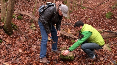 Zwei in Geologen beäugen einen unauffällig wirkenden Stein auf dem laubbedeckten Waldboden bei Nattheim. Die Männer tragen spitze Hämmer bei sich. Sie hoffen, im Gesteinsbrocken eine Koralle zu finden. Immer wieder haben sie in der Gegend geschätzte 150 Millionen Jahre alte Fossilien gefunden.