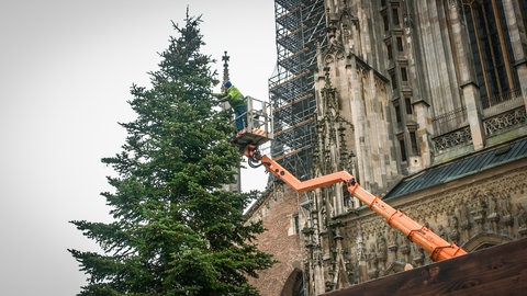 Um den 19 Meter hohen Weihnachtsbaum vor dem Ulmer Münster zu schmücken ist eine Hebebühne nötig. Ein Mann schmückt den Baum in luftiger Höhe. 