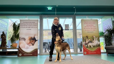 Hundetrainerin Vera Mayer ist Profi in Sachen Hundeerziehung. Sie wünscht sich, dass sich mehr Menschen ehrenamtlich im Ulmer Tierheim engagieren - zum Beispiel als Gassigeher.