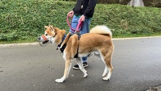 Brav läuft Hund Akito an der Leine. Der japanische Spitz ist oft mit David Jekeli unterwegs, der den Hund gerne adoptieren möchte.