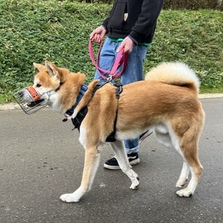 Brav läuft Hund Akito an der Leine. Der japanische Spitz ist oft mit David Jekeli unterwegs, der den Hund gerne adoptieren möchte.