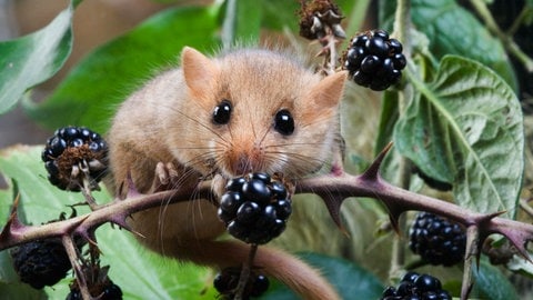 Große, dunkle Knopfaugen, buschiger Schwanz und gold-gelbes Fell: Eine Haselmaus sitzt umgeben von Beeren in einem Brombeerstrauch. Die seltene Art ist jetzt auch unweit der Kochertalbrücke bei Aalen nachgewiesen worden.