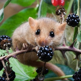 Große, dunkle Knopfaugen, buschiger Schwanz und gold-gelbes Fell: Eine Haselmaus sitzt umgeben von Beeren in einem Brombeerstrauch. Die seltene Art ist jetzt auch unweit der Kochertalbrücke bei Aalen nachgewiesen worden.