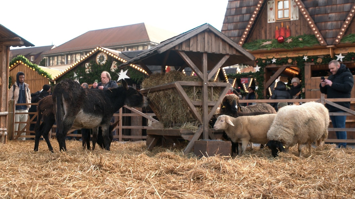 Schafe und Esel fressen Heu aus einer Holzkrippe. Sie stehen auf dichtem Heu umgeben von Weihnachtsmarkt-Ständenals Teil der Krippe auf dem Ulmer Weihnachtsmarkt.