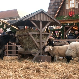 Schafe und Esel fressen Heu aus einer Holzkrippe. Sie stehen auf dichtem Heu umgeben von Weihnachtsmarkt-Ständenals Teil der Krippe auf dem Ulmer Weihnachtsmarkt.