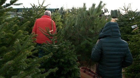 Auf dem Q-Hof in Frickingen sieht es fast aus wie in einem Nadelwald. Der Bauernhof verkauft in der Weihnachtszeit auch Bäume. 