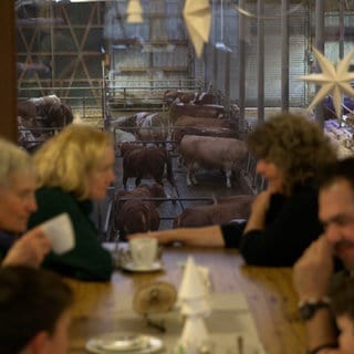 Im Café auf dem Q-Hof in Frickingen sitzen die Gäste praktisch direkt neben den Kühen. Der Bauernhof geht ständig neue Wege um Gäste anzulocken.