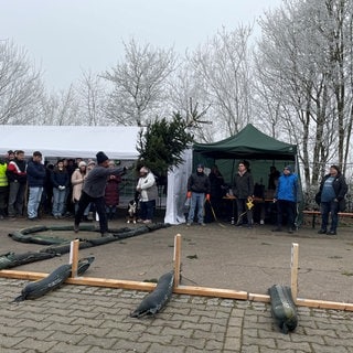 Die Teilnehmenden geben alles beim Christbaum-Weitwurf in Dischingen-Eglingen. Aus einem Kreis heraus wirft ein Mann Mann den Tannenbaum so weit wie möglich geworfen.